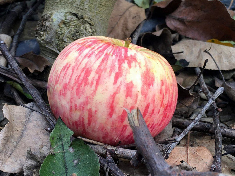 Duchess of Oldenburg Apple Tree