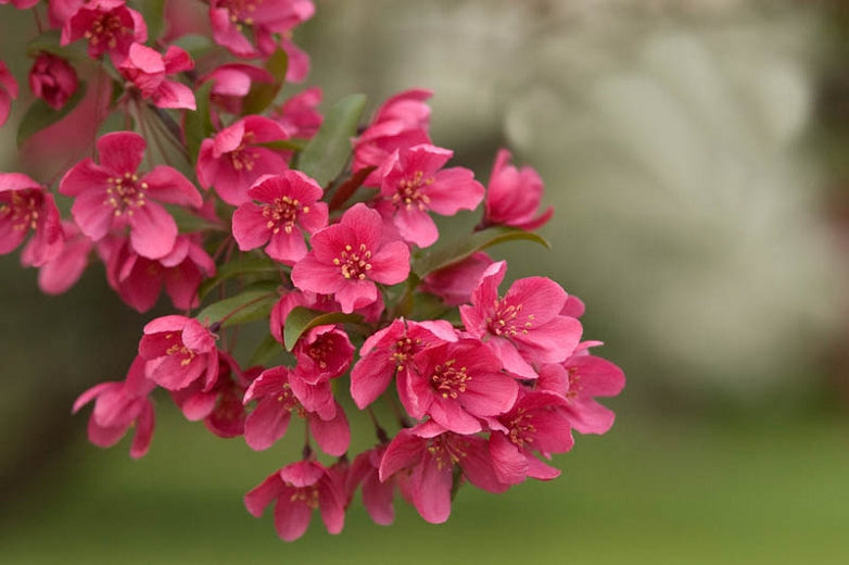 Red Baron Flowering Crabapple Tree