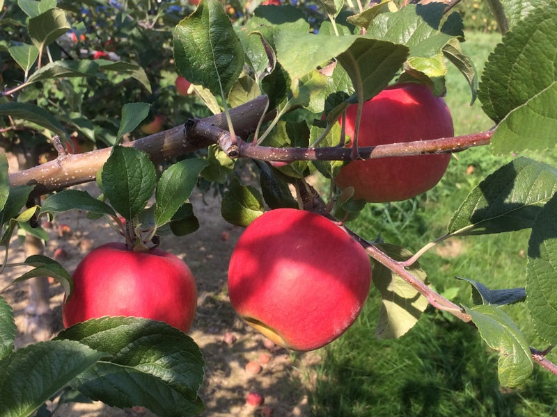 three red autumn crisp apples with slight vertical stripes. many leaves on the branch