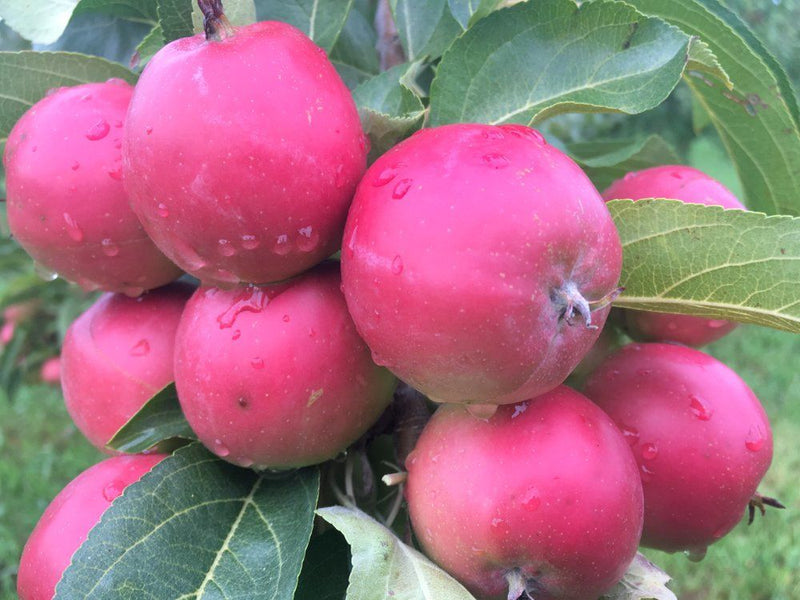 Wickson Crabapple Tree