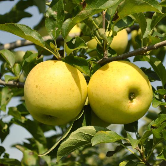 Golden Delicious Apple Trees