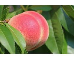 Reliance Peach Tree