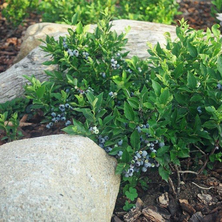 North Sky Blueberry Bushes