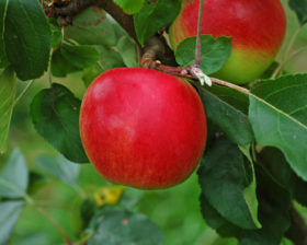 Royal Empire Apple Tree