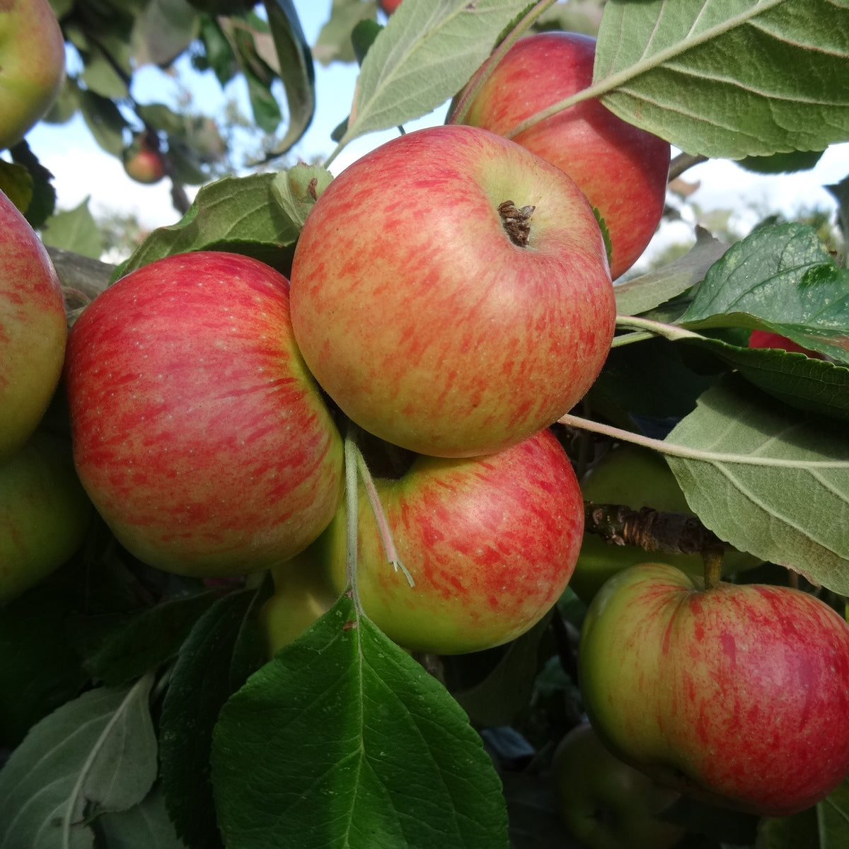 Dwarf Golden Delicious Apple Trees for Sale