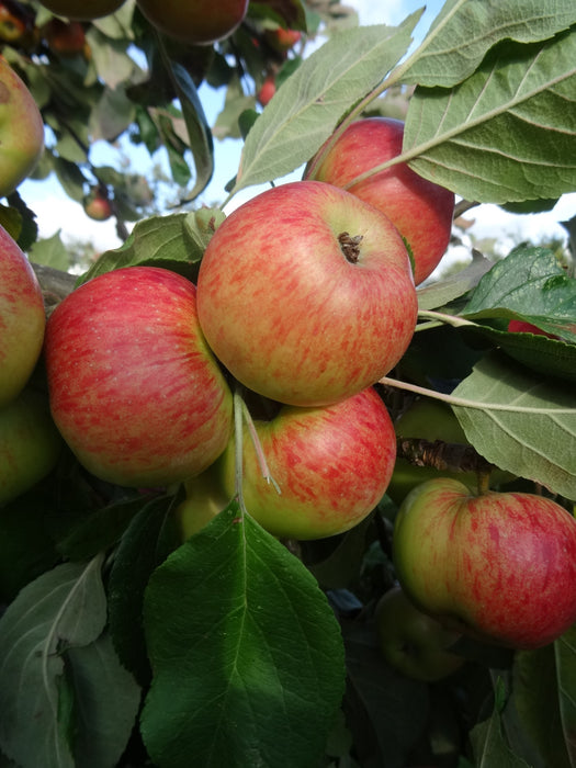 Brown's Snout Apple