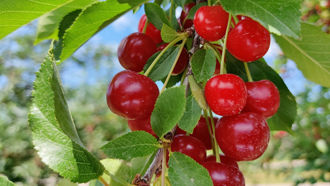 Balaton Cherry Tree