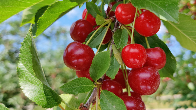 Balaton Cherry