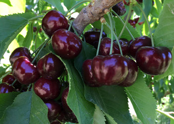 Burgundy Pearl Cherry