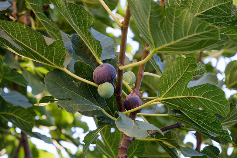 Chicago Hardy Fig Tree