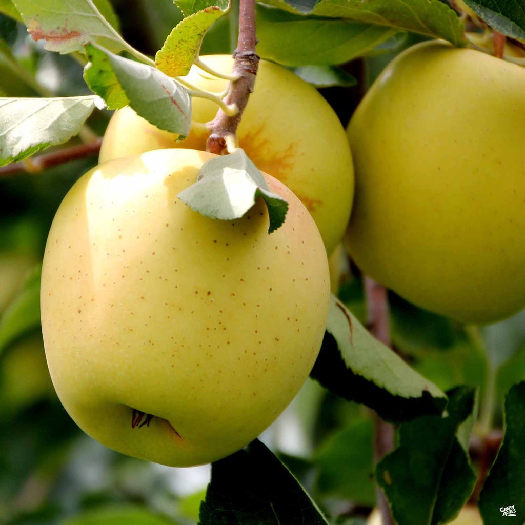 Yellow Delicious Apple — Roots to Fruits Nursery