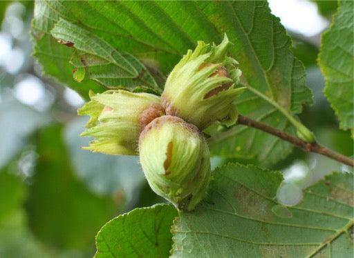 American Hazelnut on Branch
