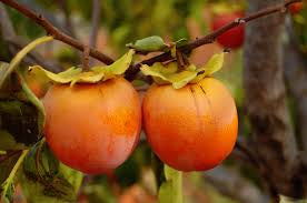 American Persimmon Tree