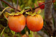 American Persimmon Tree