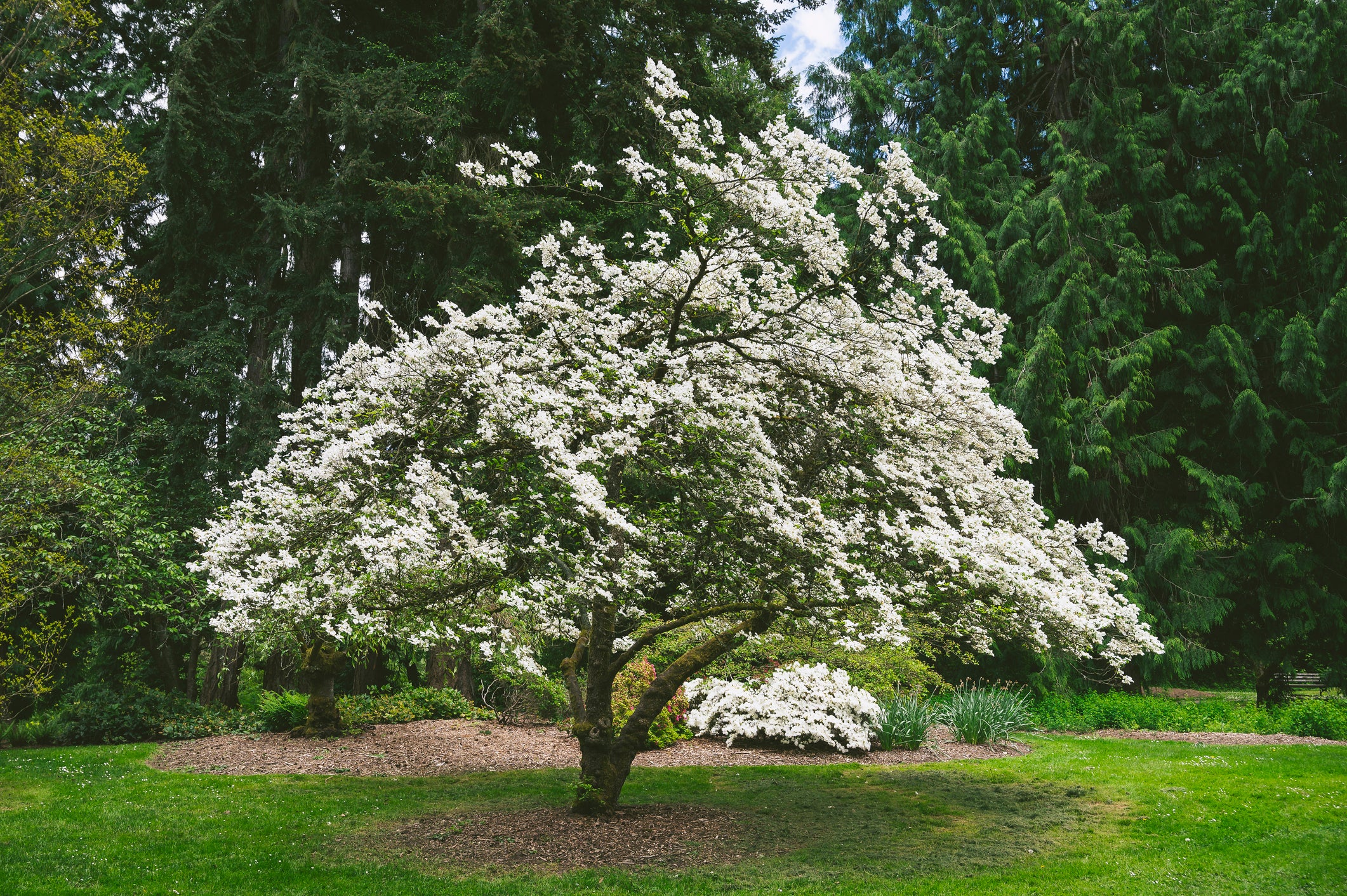 Autumn Brilliance Serviceberry Tree — Roots to Fruits Nursery