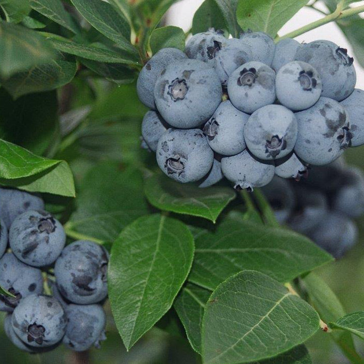 St. Cloud Blueberry Bush