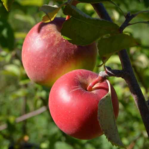 Black Twig Apple Tree