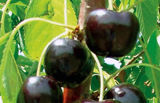 Black Pearl Sweet Cherry Tree