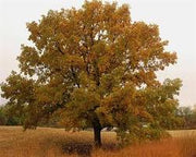 Burr Oak Tree
