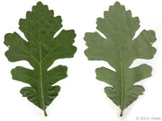 Burr Oak Tree Leaves