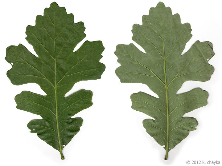 Burr Oak Tree Leaves