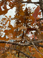 Burr Oak Tree Leaves on Branch