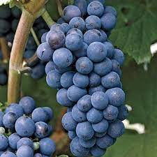 Concord Grape Vine