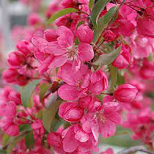 Radiant Flowering Crabapple Tree