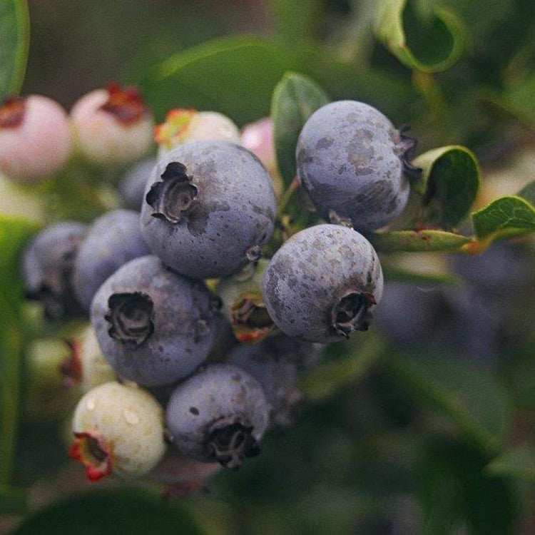 Northland Blueberry Bushes