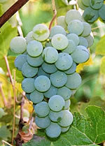 La Crescent Grape Vines