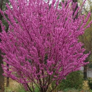 Eastern Red Bud Tree