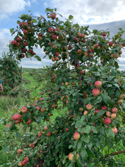 Creston Apple Tree