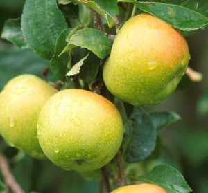 Yellow Newton Apple Tree