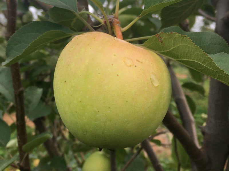 Harrison Apple Trees
