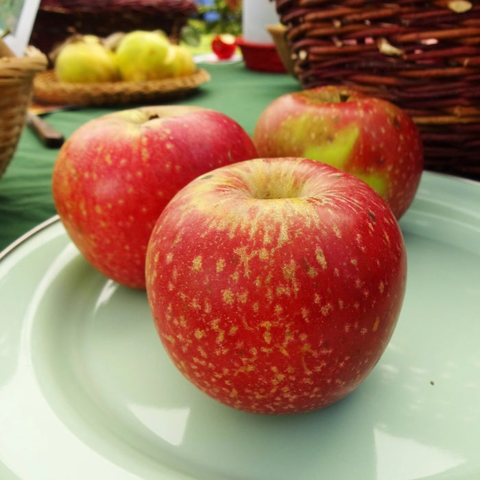 Esopus Spitzenburg Apple Trees