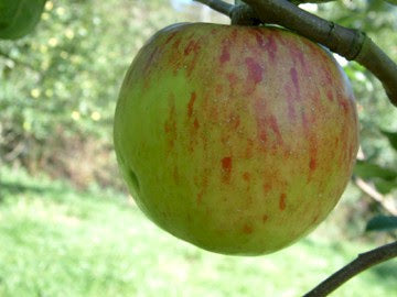 Twenty Ounce Apple Tree