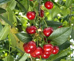 North Star Cherry Trees