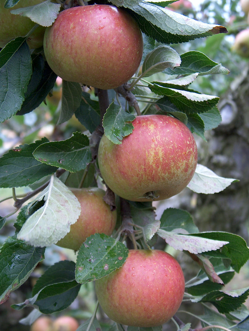 Cox Orange Pippin Apple Tree