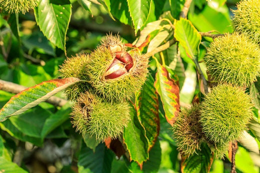 American-Chinese Hybrid Chestnut Tree