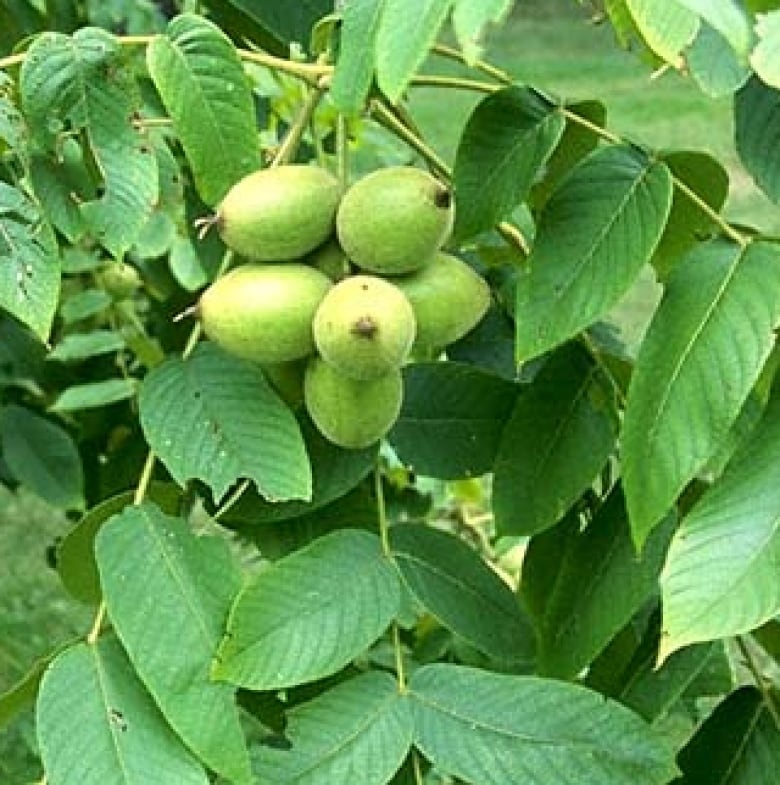 Butternut Tree
