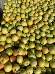 Bin of Gold Rush Apples