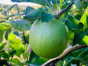 Large Granny Smith Apple on Branch