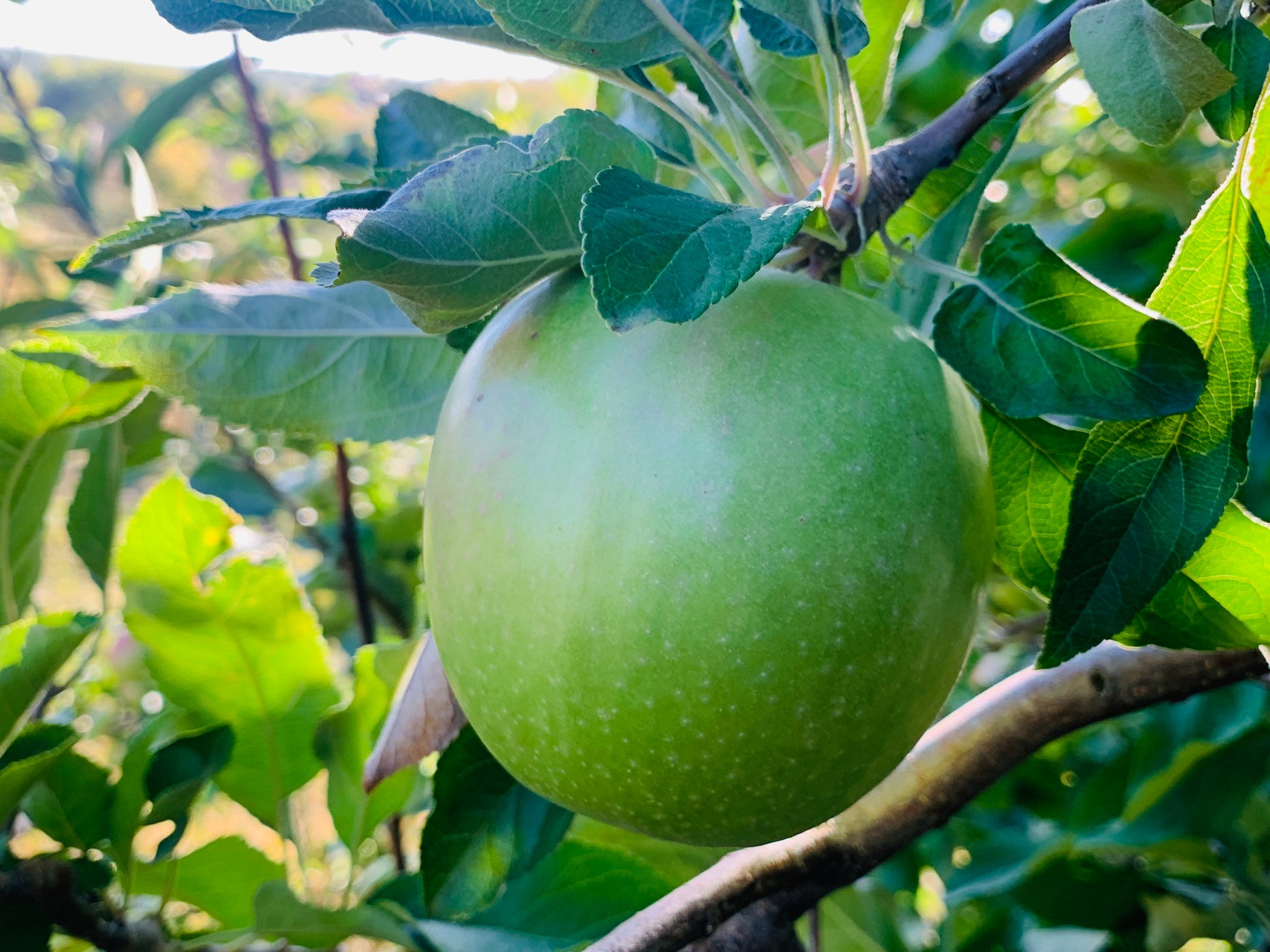 Granny Smith Apple Trees — Roots to Fruits Nursery