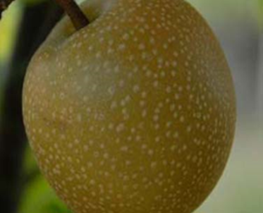 Hosui Asian Pear Tree