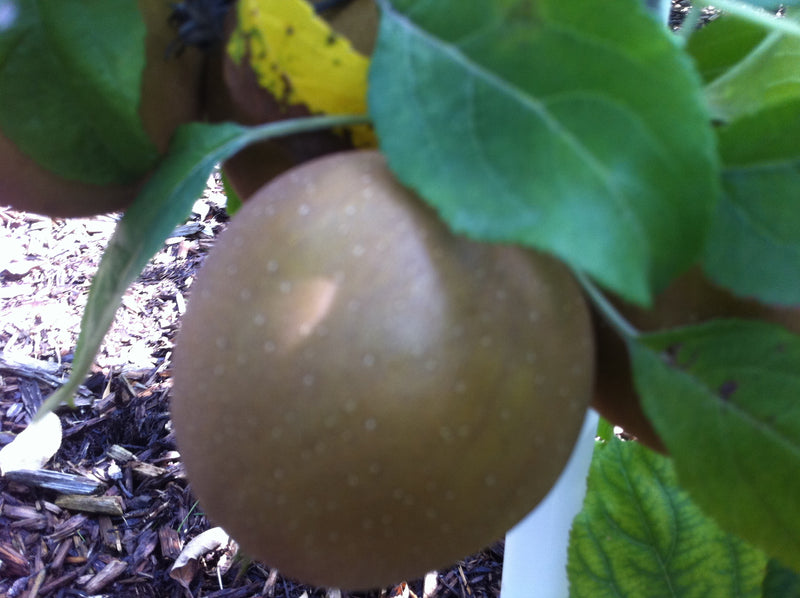 Hudson's Golden Gem Apple Tree