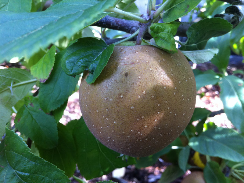 Hudson's Golden Gem Apple Tree