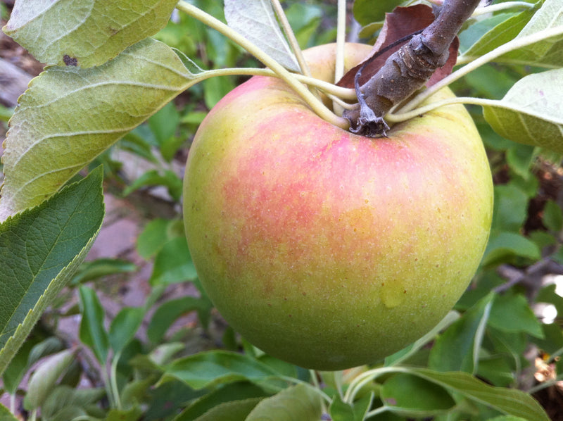 Suncrisp® Apple Tree