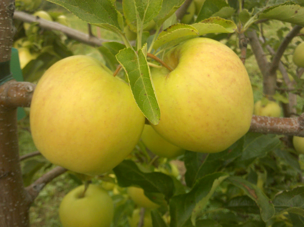 Online Orchards 3 ft. Golden Delicious Apple Tree with Honeyed Sweet Light Gold Fruit