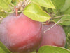 fuzzy image of two Arkansas Black apples with grayish matte finish attached to an apple tree branch