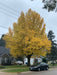 golden gingko in autumn colors with 6 power lines stretched across it and 2 cars under the tree